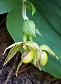 Květy druhu Cypripedium fasciculatum, opylované parazitickými vosičkami