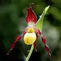 Květ Cypripedium parviflorum