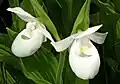 Varieta 'Alba'