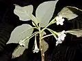 Kvetoucí Cyrtandra gracilis