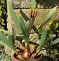 Cyrtanthus herrei