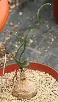 Cyrtanthus smithiae se spirálně stočenými listy