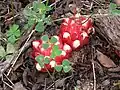 Ozorna Cytinus.ruber (ozornovité)