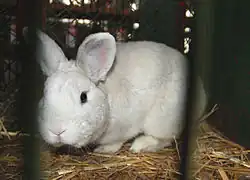 český černopesíkatý králík