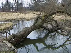Dírenský potok v Soběslavi
