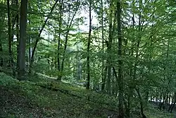 Dubohabrový porost v oblasti Dědovických strání