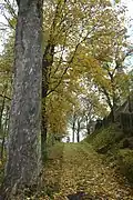 Cesta ke kostelu