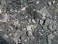 Zkameněliny karbonské flóry