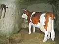 Prostory chléva