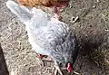 Existuje mnoho společností šlechtících hybridy, kteří mají vyšší snášku oproti obvyklým plemenům, nutno dodat, že na domácím dvoře, zvláštně při původním způsobu chovu bez stálých podmínek drůbežárnových hal, se užitkovost nejlepších plemen může i vyrovnat. Na obrázku je druh s názvem Dominant Modrý (D107), vyšlechtěný společností Dominant CZ.
