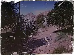 Pohled na cestu lemovanou agávemi, možná v Almería, 1907-1909