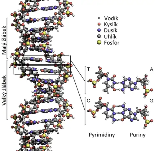 Šroubovice DNA, kde důležitou roli hrají vodíkové můstky