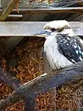Ledňák obrovský (Kookaburra)