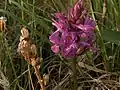 Dactylorhiza traunsteineri