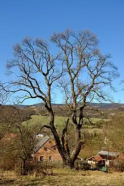 Damický kaštanovník