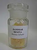 Damarová pryskyřice z damarovníku obrovského