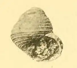 Danilia otaviana