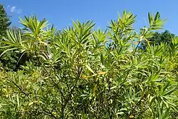 Lýkovec kavkazský (Daphne caucasica)[5]