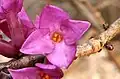 Detail květu lýkovce jedovatého (Daphne mezereum)