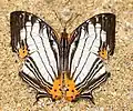 Motýl Cyrestis maenalis