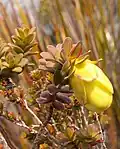 Darwinia collina