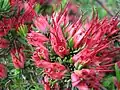 Květenství Darwinia grandiflora