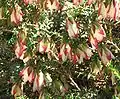 Ornitofilní darwinie Darwinia macrostegia