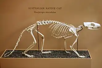 Kostra kunovce velkého (Dasyurus maculatus). Proporčně silnější kosti slona jsou příkladem alometrického škálování
