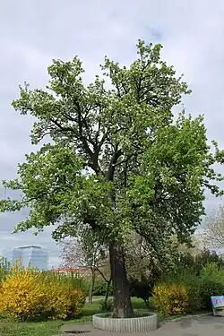 Rozkvetlá hrušeň