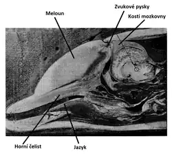 Černobílé vyobrazení CT řezu hlavou delfína s dobře patrnými měkkými tkáněmi. V přední horní části hlavy (nad rostrem) je vidět meloun, na řezu čočkovitého tvaru..
