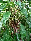 Delissea kauaiensis