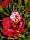 Květ delonix královské (Delonix regia)