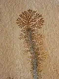 Dendrity