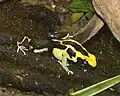 Yellow Black