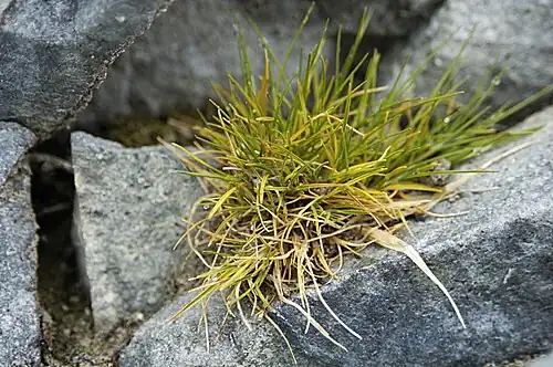 Metlice antarktická