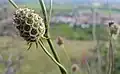 Odkvetlý hlaváč na Svatém kopečku
