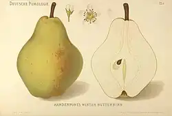 Hardenpontova