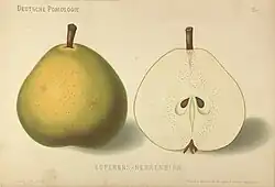 Esperenova