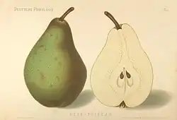 Polnička