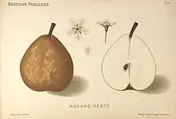 Madame Verté