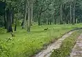 Dhoulové v NP Nagarhole