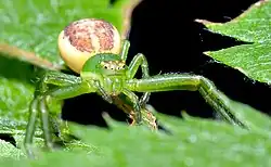 Diaea dorsata, běžník zelený
