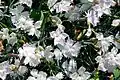 Dianthus anatolicus