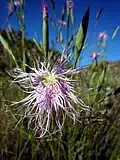 Dianthus broteri