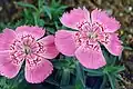 Endemický hvozdík Dianthus callizonus