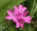 Dianthus carthusianorum ssp. carthusianorum