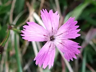 Dianthus nitidus