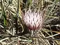 Dicoma anomala