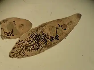 alternativní popis obrázku chybí