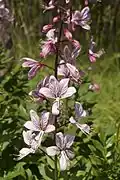 Třemdava bílá (Dictamnus albus)